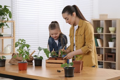 Mother and daughter planting seedlings into pots together at wooden table in room