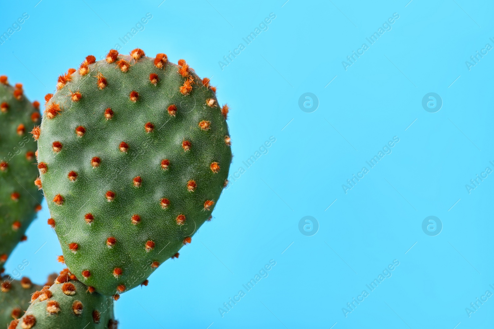 Photo of Beautiful green Opuntia cactus on light blue background, closeup. Space for text