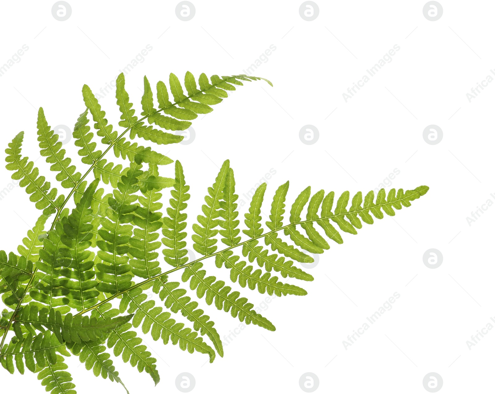 Photo of Beautiful tropical fern leaves on white background