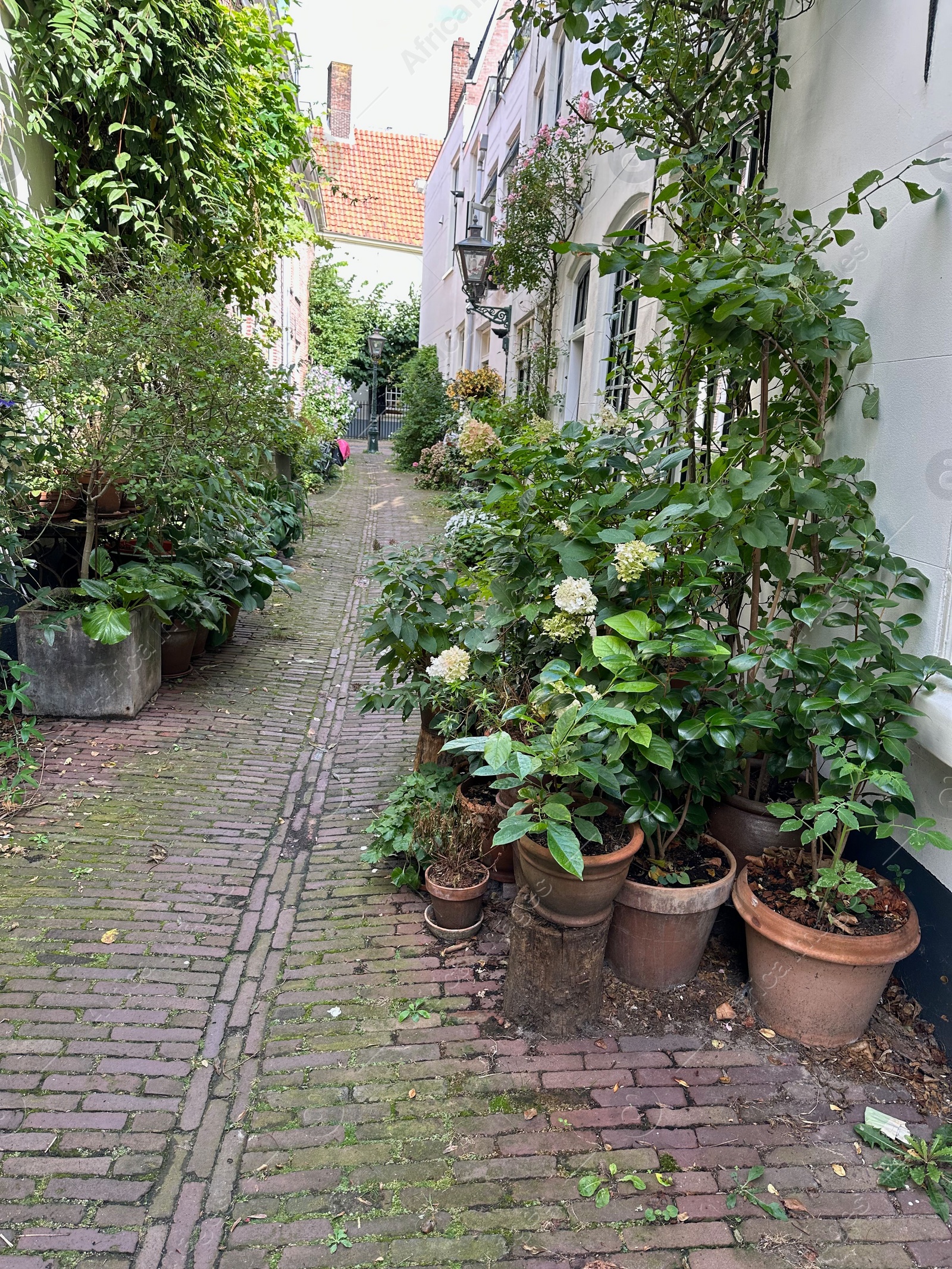 Photo of View of city street with many beautiful green plants