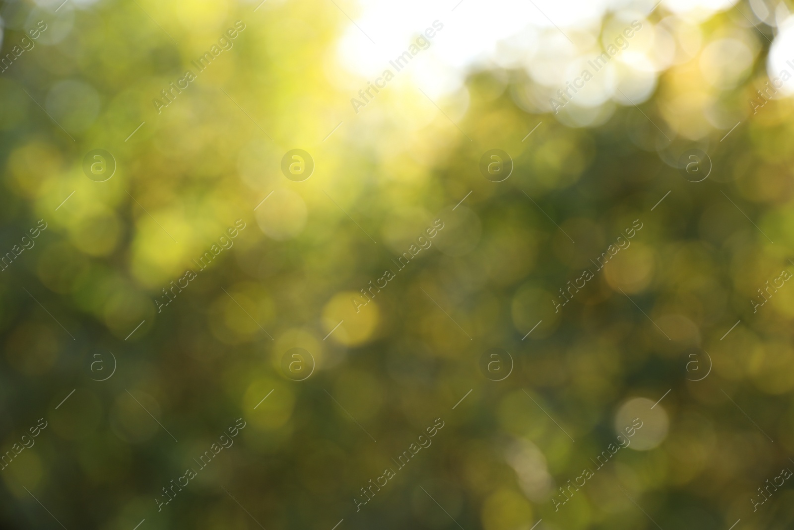 Photo of Blurred view of green trees outdoors. Bokeh effect