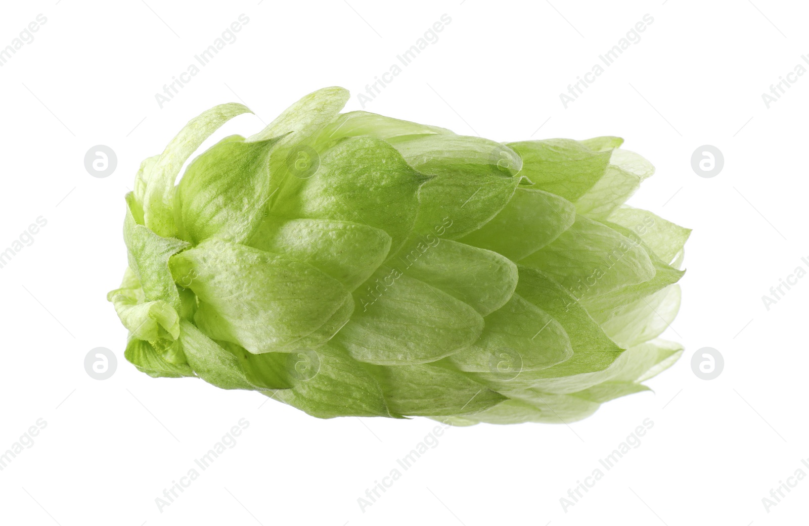 Photo of One fresh green hop isolated on white