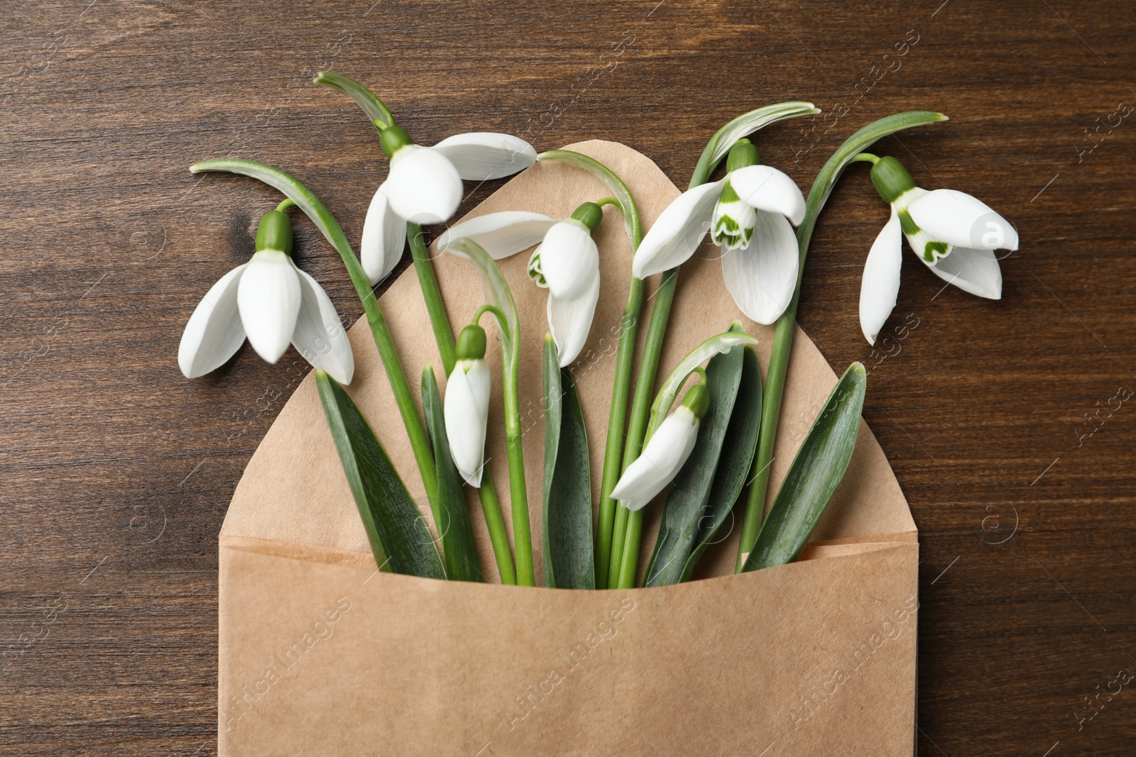 Photo of Beautiful snowdrops in envelope on wooden table, top view