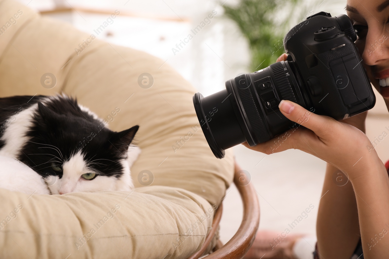 Photo of Professional animal photographer taking picture of beautiful cat at home, closeup