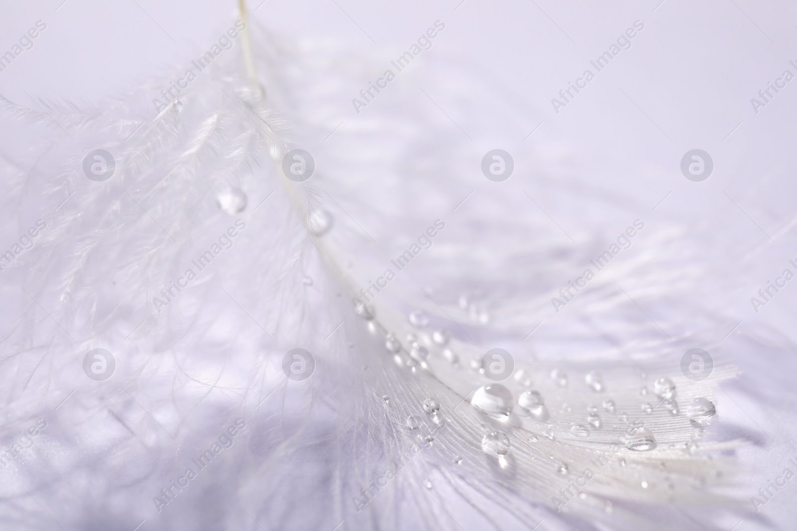 Photo of Closeup view of beautiful feather with dew drops on white background