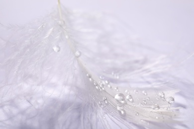 Photo of Closeup view of beautiful feather with dew drops on white background