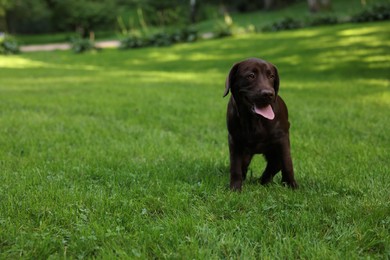 Photo of Adorable Labrador Retriever dog on green grass in park, space for text