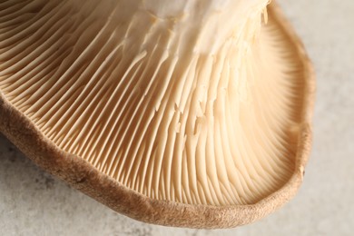 Photo of Fresh oyster mushroom on light table, macro view