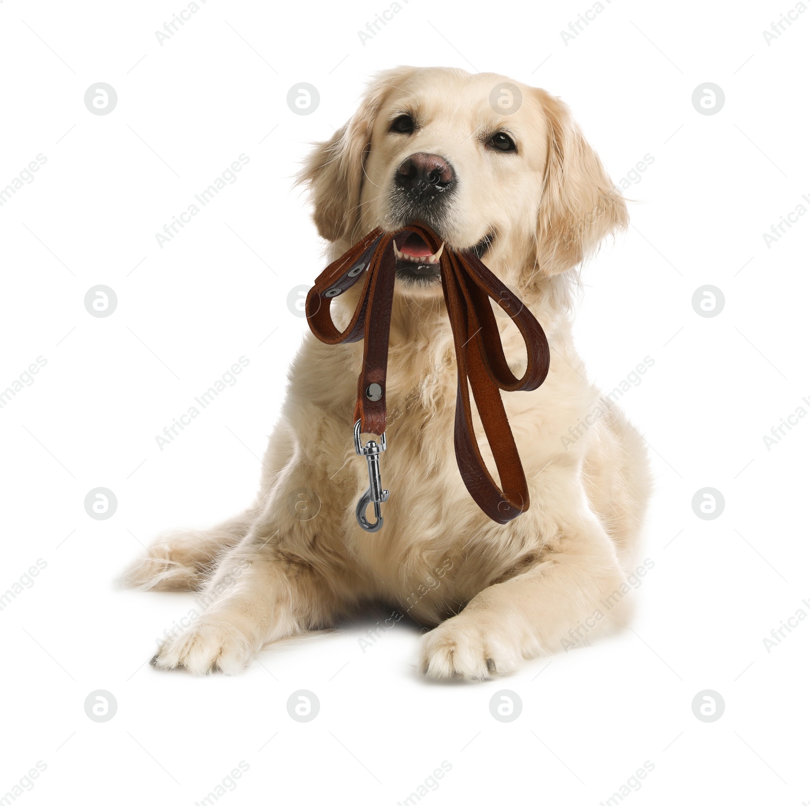 Image of Adorable Golden Retriever dog holding leash in mouth on white background