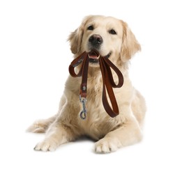 Image of Adorable Golden Retriever dog holding leash in mouth on white background