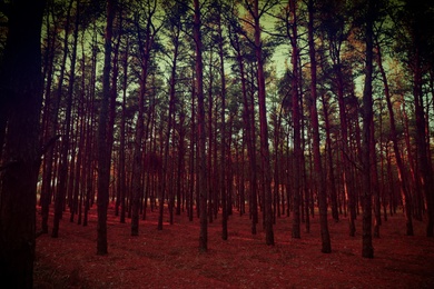 Photo of Beautiful view of pine forest. Fantasy setting