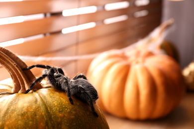 Photo of Striped knee tarantula on pumpkin near window indoors, space for text. Halloween celebration