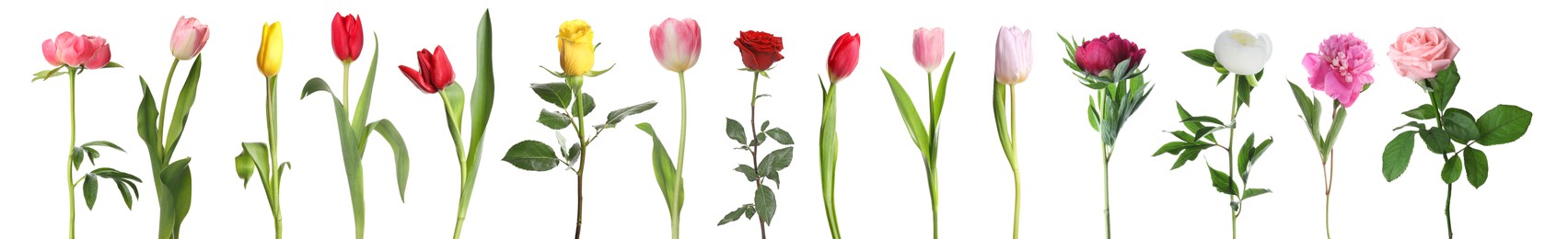 Image of Different beautiful flowers isolated on white, set