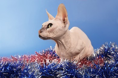 Photo of Adorable Sphynx cat with colorful tinsels on blue background