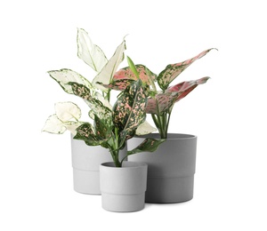 Photo of Beautiful Aglaonema plants in flowerpots isolated on white. House decor