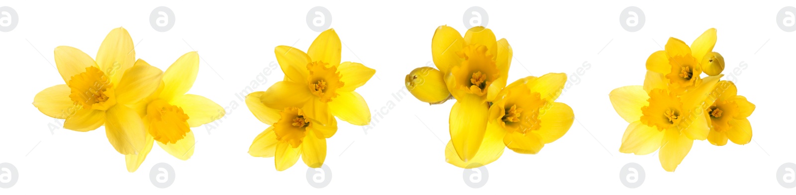 Image of Set with beautiful yellow daffodils on white background. Banner design