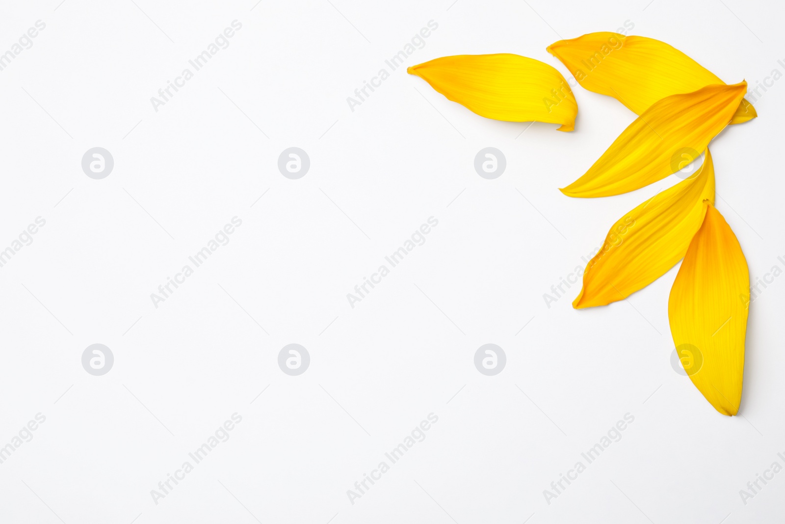 Photo of Fresh yellow sunflower petals isolated on white, top view