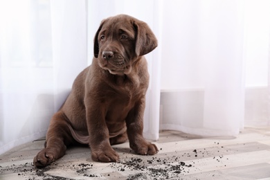 Photo of Chocolate Labrador Retriever puppy and dirt on floor indoors