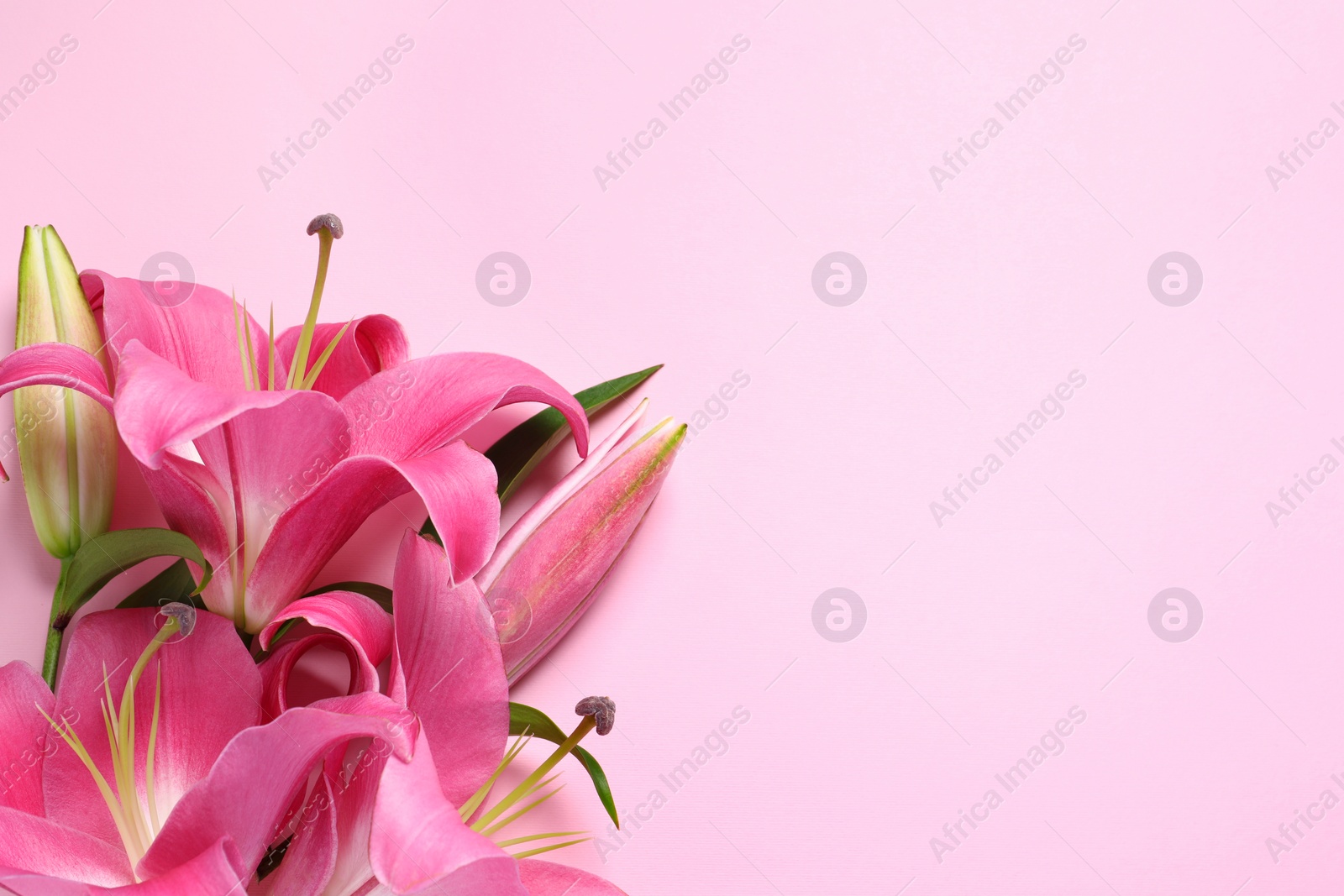 Photo of Beautiful pink lily flowers on color background, top view. Space for text