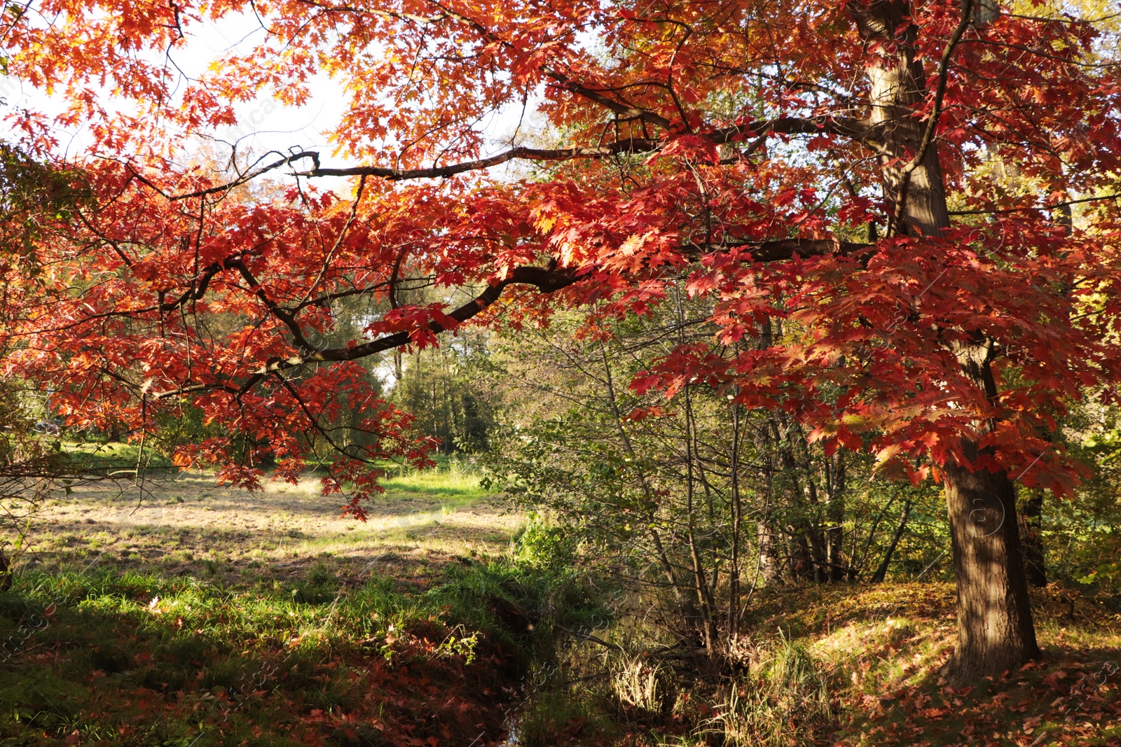 Photo of Picturesque view of park with trees on sunny day. Autumn season