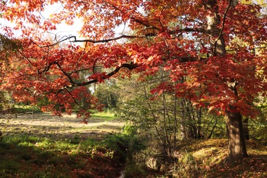 Photo of Picturesque view of park with trees on sunny day. Autumn season