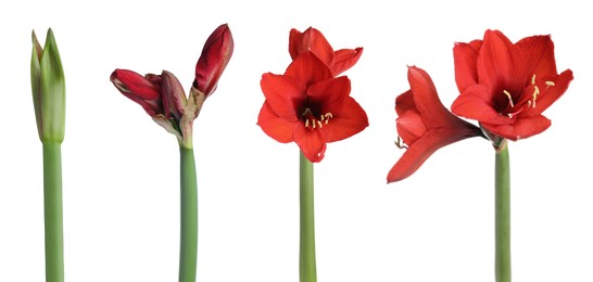 Image of Beautiful red Amaryllis (Hippeastrum) flowers on white background, collage. Banner design