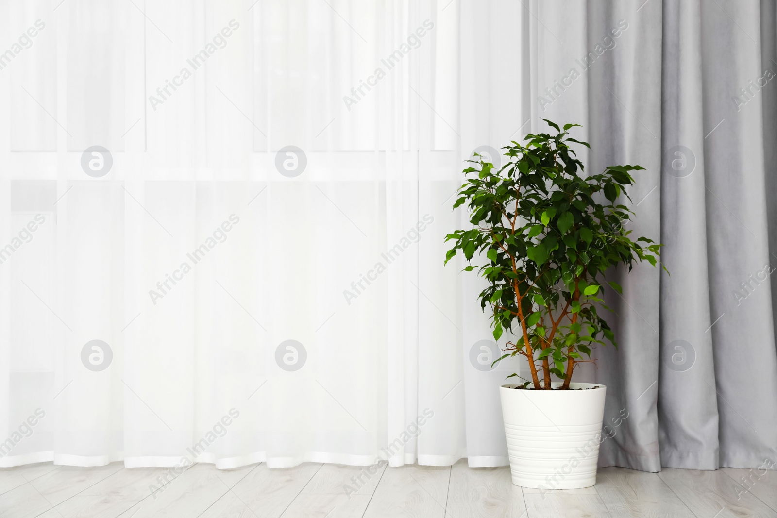 Photo of Light gray window curtain and potted plant indoors