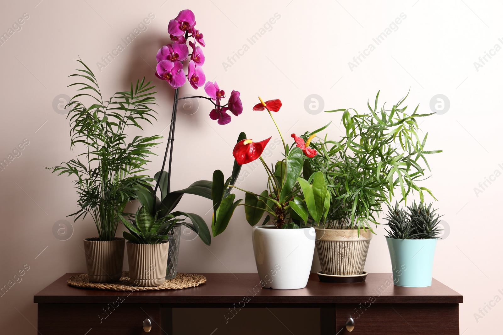 Photo of Beautiful houseplants in pots on table near beige wall. House decor