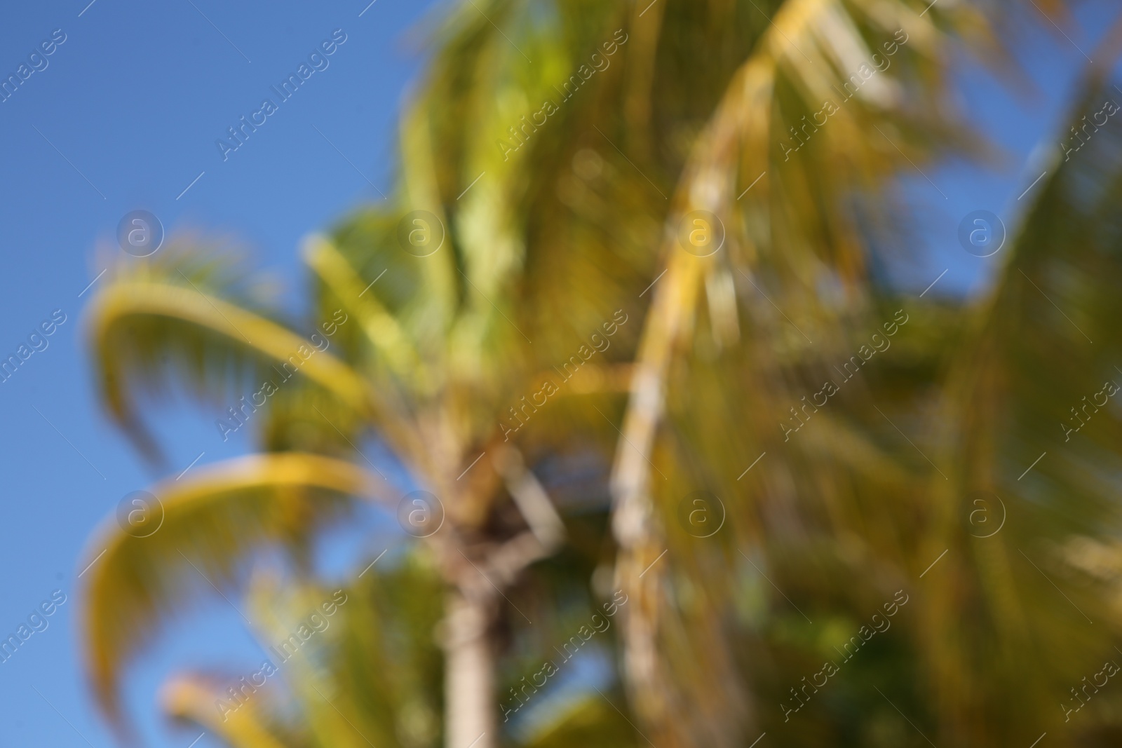 Photo of Blurred view of beautiful palm trees on sunny day