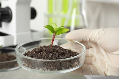 Photo of Scientist holding Petri dish with soil and sprouted plant, closeup. Biological chemistry