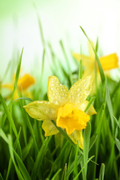 Photo of Spring green grass and bright daffodils with dew, closeup
