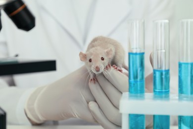 Scientist with rat in chemical laboratory, closeup. Animal testing