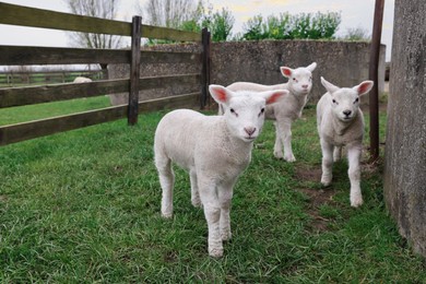 Cute lambs near wooden fence on green field