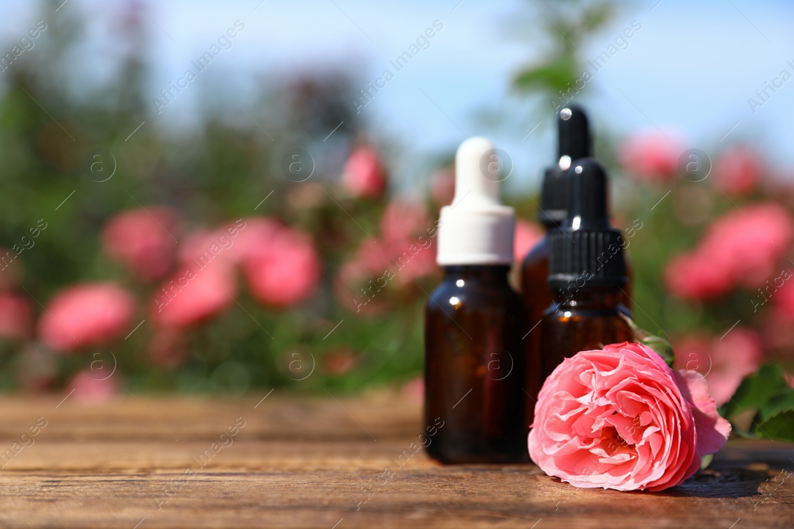 Photo of Bottles of essential oil and fresh rose on wooden table against blurred background. Space for text