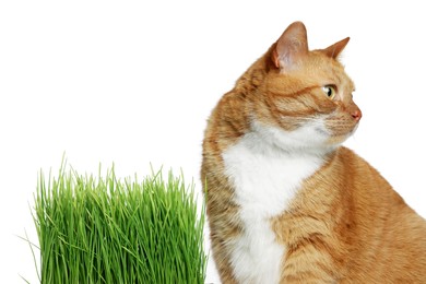 Cute ginger cat and potted green grass on white background