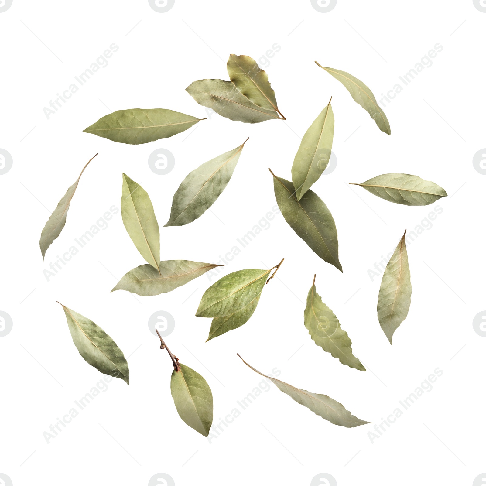 Image of Dry bay leaves falling on white background