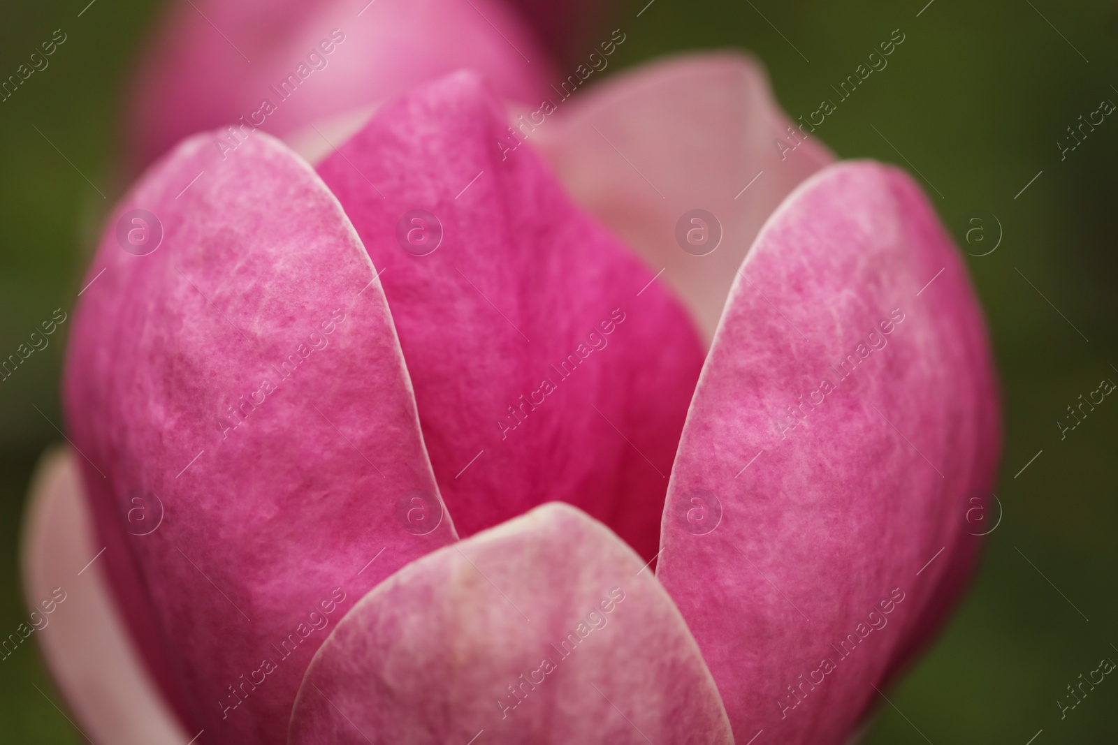 Photo of Beautiful blooming flower of magnolia tree on blurred background, closeup