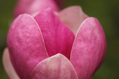 Photo of Beautiful blooming flower of magnolia tree on blurred background, closeup