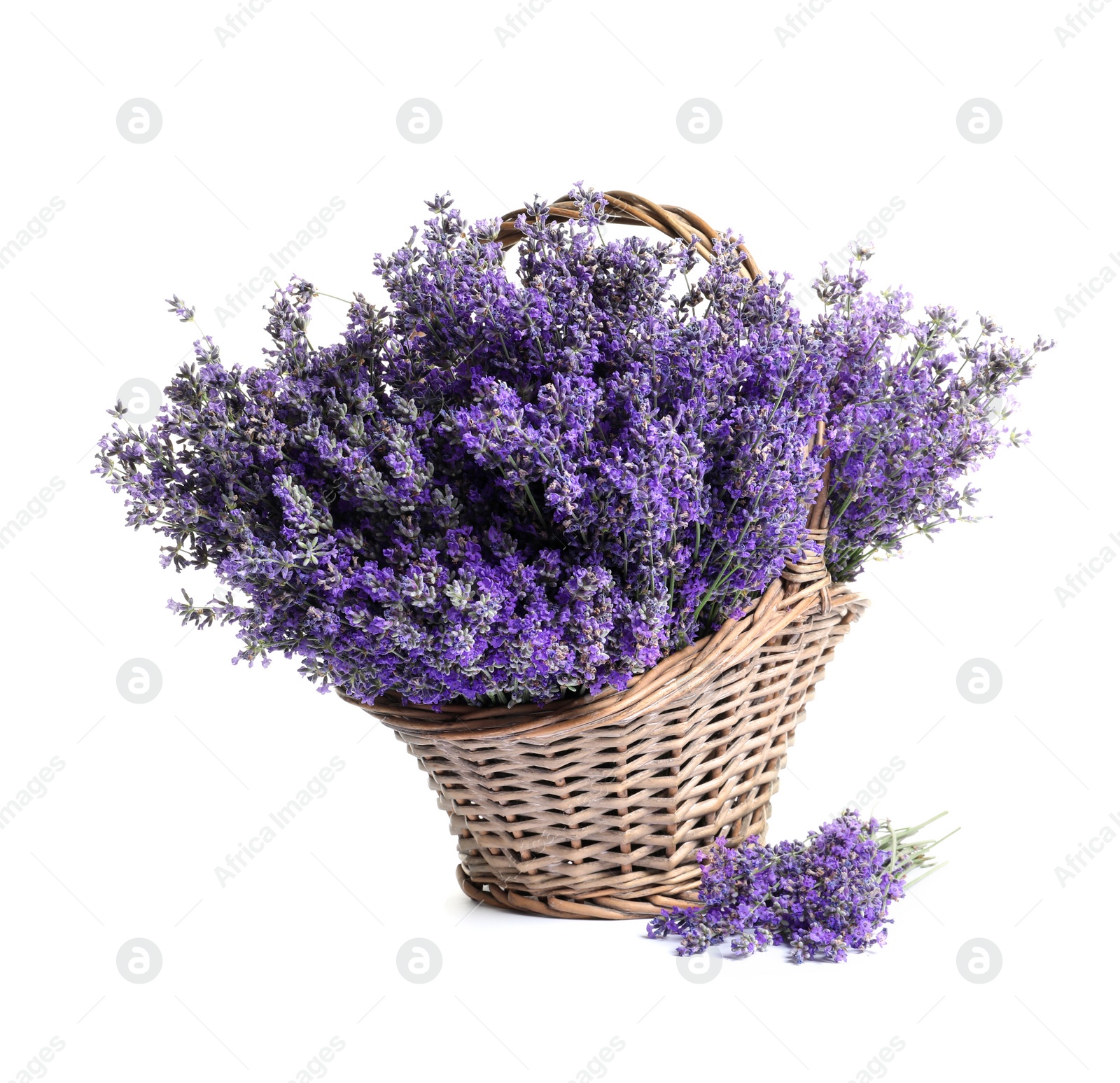 Photo of Fresh lavender flowers in basket on white background