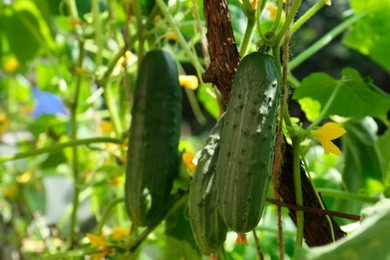Photo of Cucumbers growing on bush near fence in garden, closeup