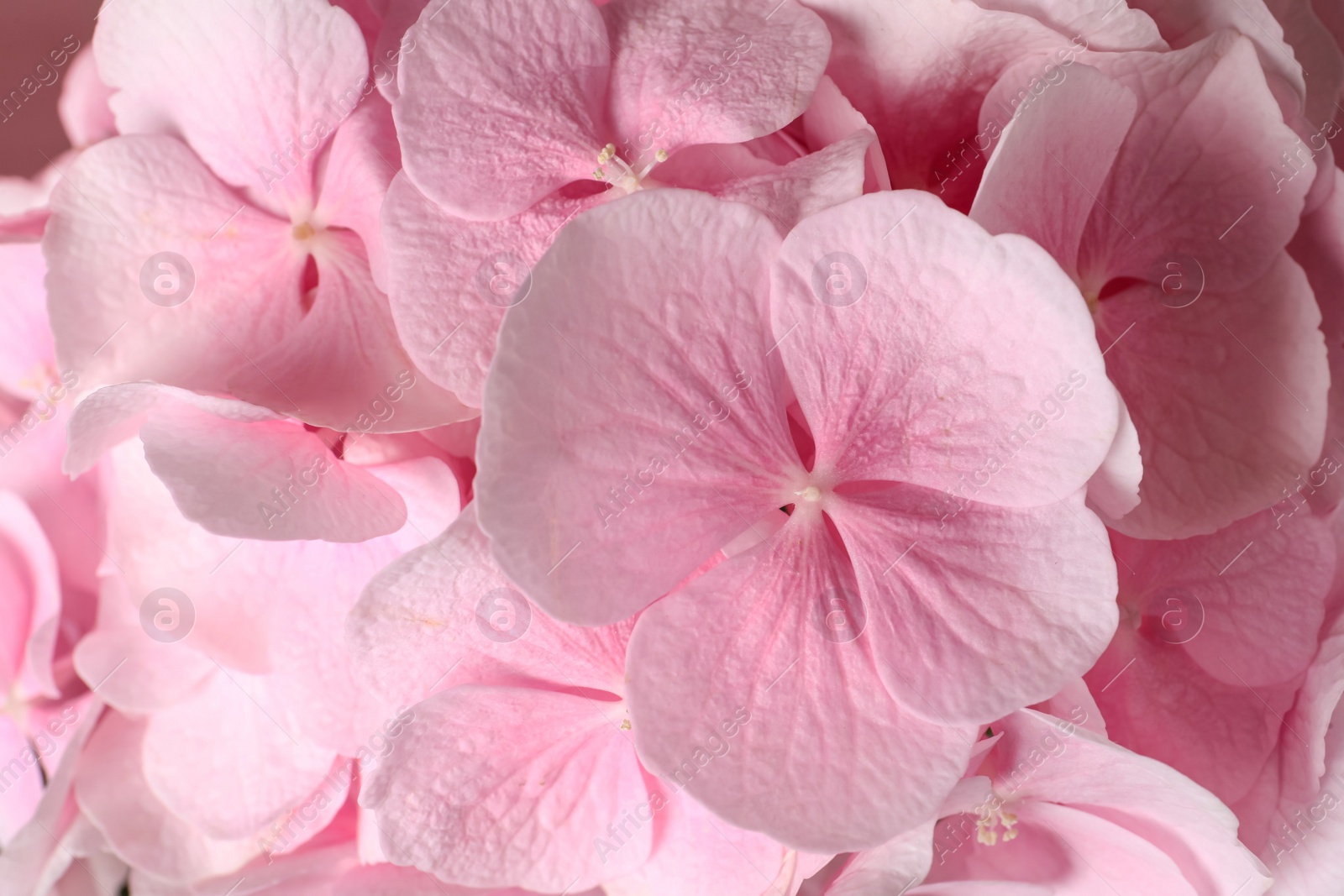 Photo of Beautiful pink hortensia flowers as background, closeup view