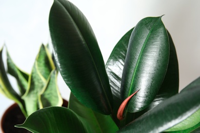 Photo of Closeup view of rubber plant on blurred background. Home decor