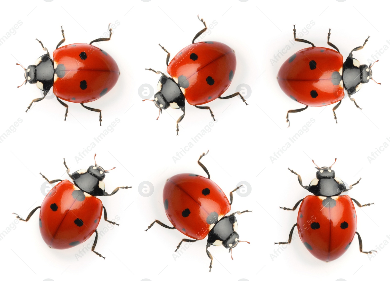 Image of Set with beautiful ladybugs on white background 