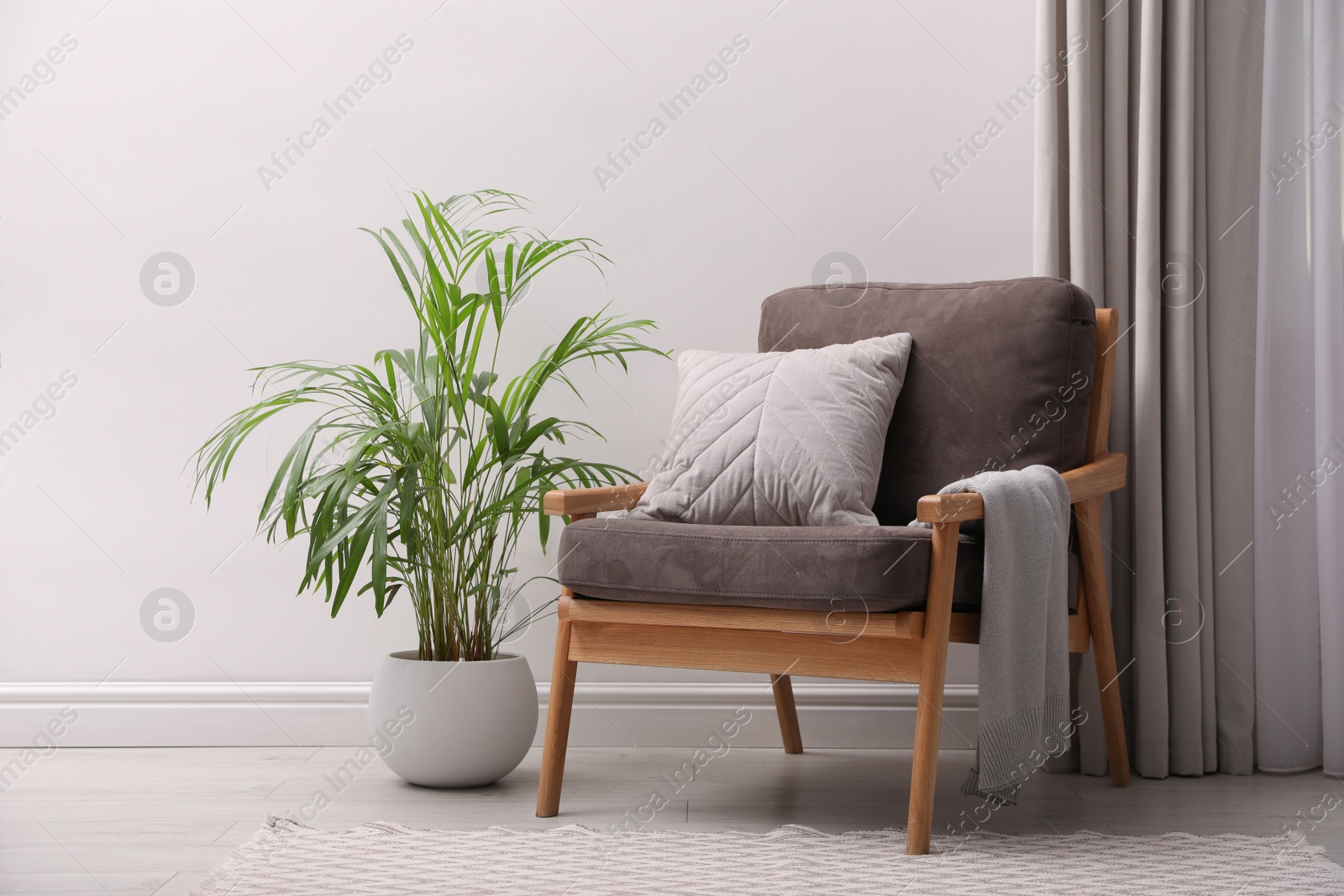 Photo of Comfortable armchair and beautiful plant near white wall indoors