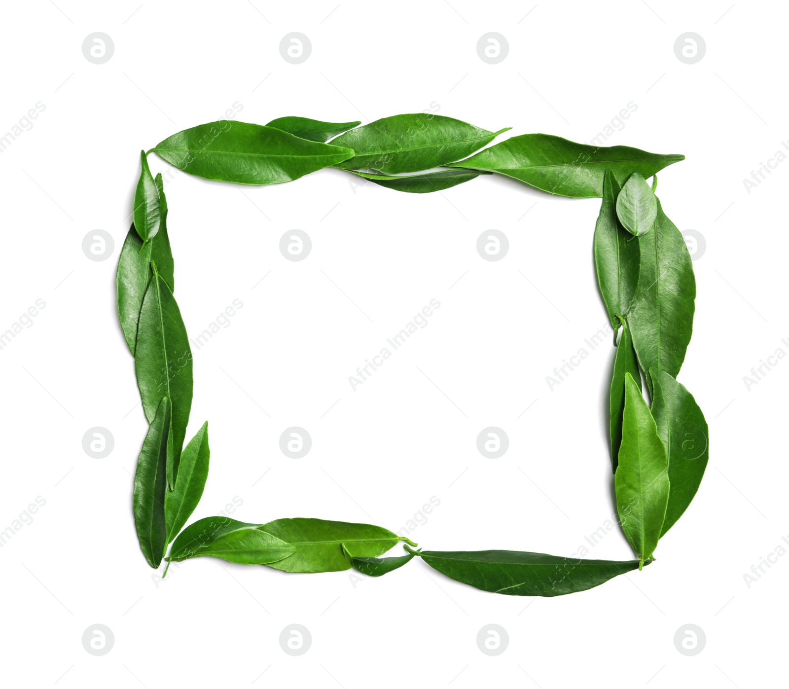 Photo of Composition with fresh green tangerine leaves and space for text on white background, top view