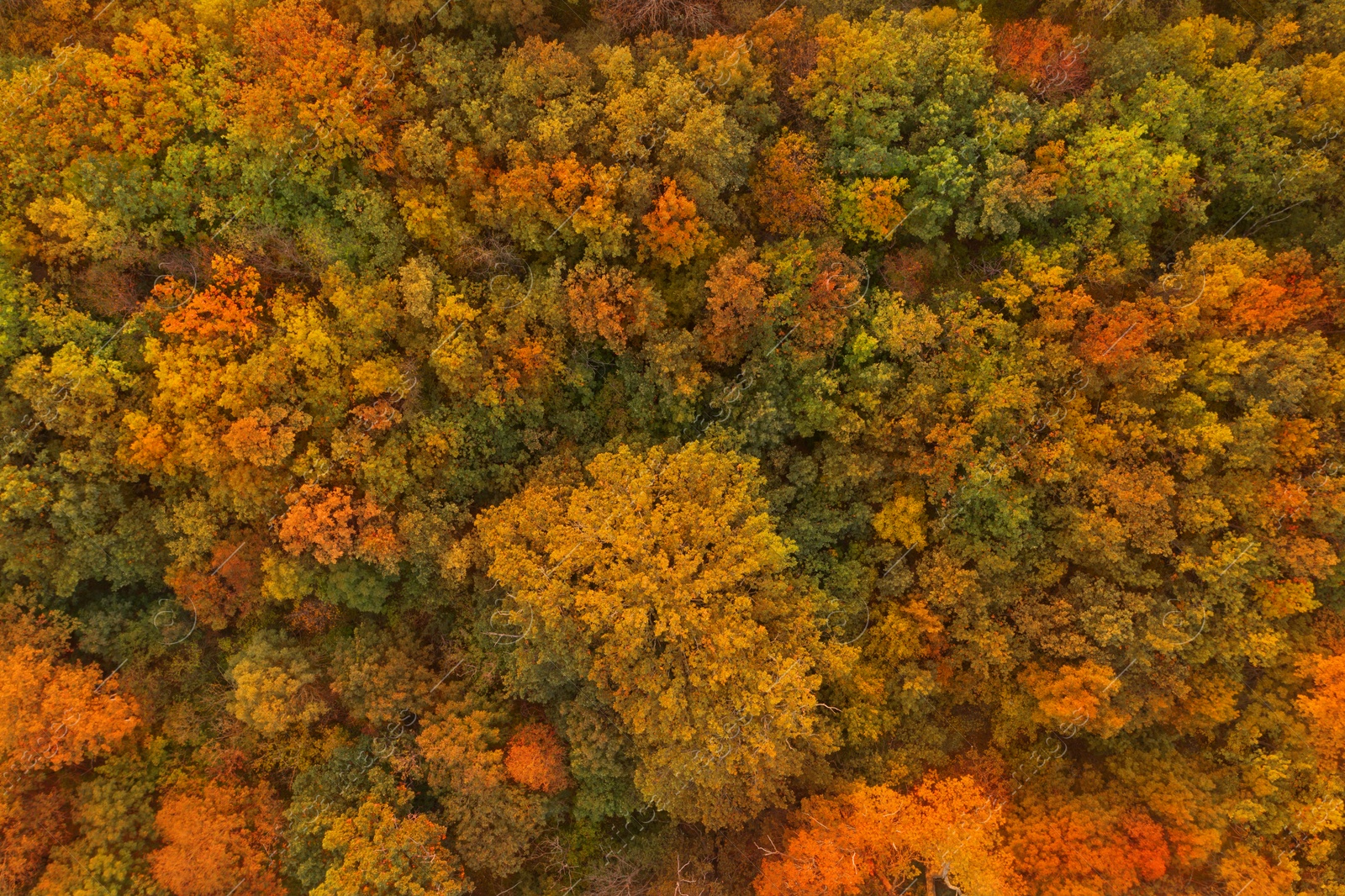 Image of Beautiful aerial view of forest in autumn