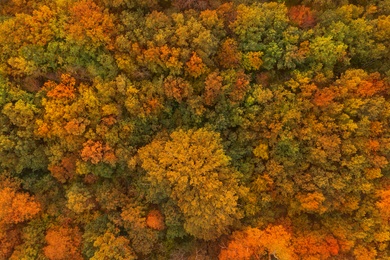 Image of Beautiful aerial view of forest in autumn