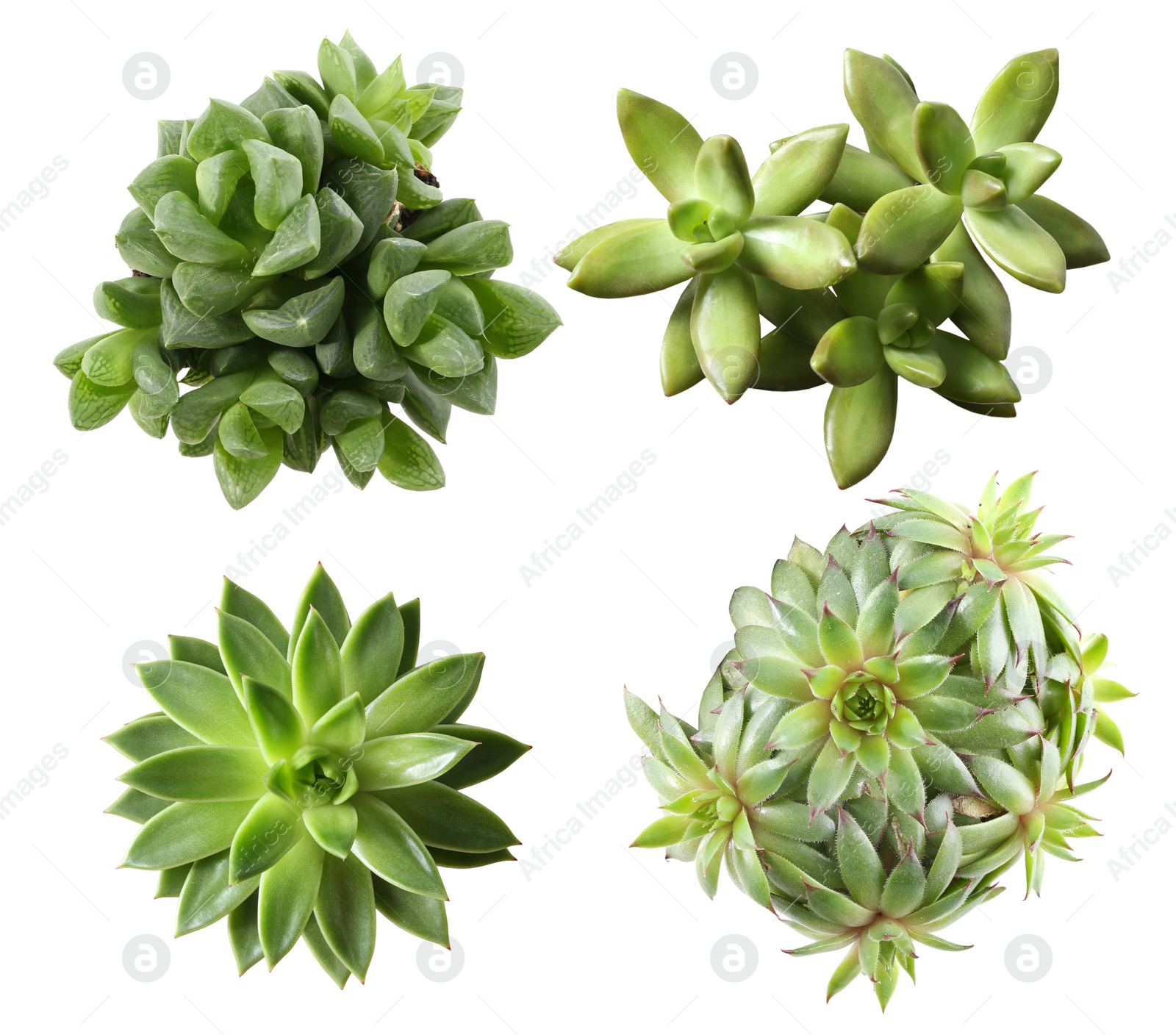 Image of Collage with different succulents on white background, top view