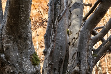 View of beautiful tree in autumn forest