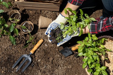 Photo of Woman planting seedlings into soil outdoors on sunny day, top view